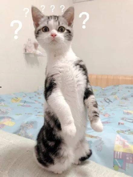 吃瓜猫的日常,揭秘喵星人的八卦世界