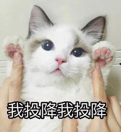 可爱的吃瓜群众猫,猫界“吃瓜群众”的趣味生活