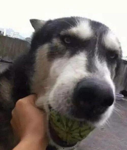 吃瓜狗狗,揭秘宠物界的“八卦达人”