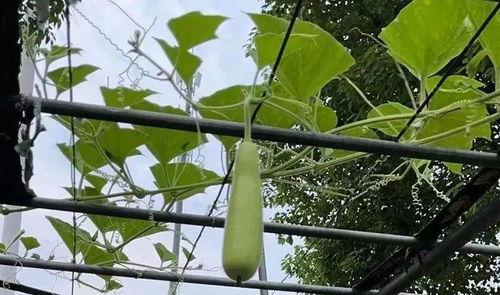 近期吃瓜中毒案例,近期案例警示食品安全风险