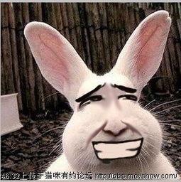 兔子吃瓜鄙视表情,笑谈人间百态