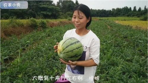 梦见地里摘了很多瓜吃瓜,丰收之地,瓜果飘香