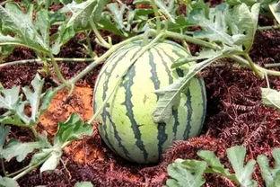 吃瓜抓鸡,一场欢乐的乡村冒险