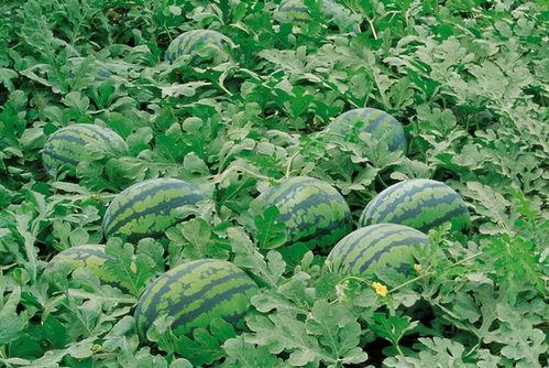 疫情期间吃瓜图片济南,吃瓜群众的日常防疫生活剪影