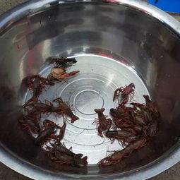 宜宾吃瓜视频,揭秘当地美食文化盛宴