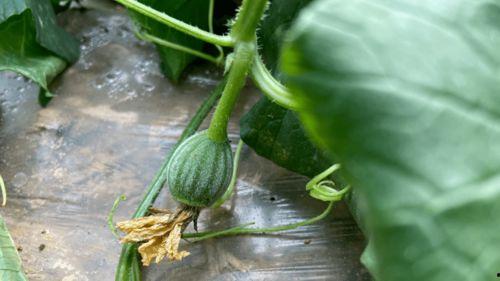 婉儿吃瓜,揭秘娱乐圈幕后故事