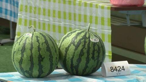 嘉兴街道吃瓜,吃瓜群众的热闹日常