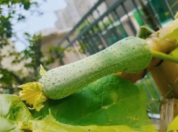 吃瓜以后嘴里发苦