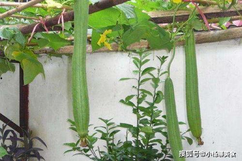 妇科实习吃的瓜,那些难忘的“瓜”与成长故事