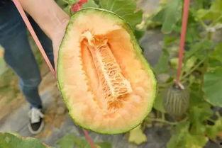 吃瓜的无味,吃瓜的无味之旅