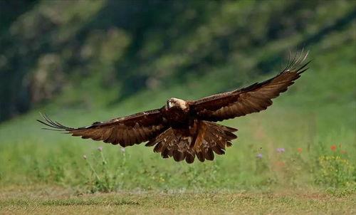 鹰吃大瓜,大瓜尽享