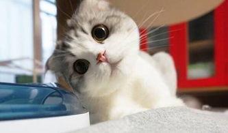 猫咪吃瓜眼神图片高清,高清萌态引网友热议