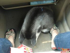 吃瓜小猫背影图片