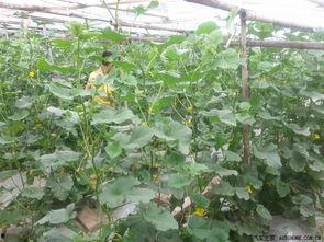 沧州青县吃瓜事件,一场引发热议的网络风波