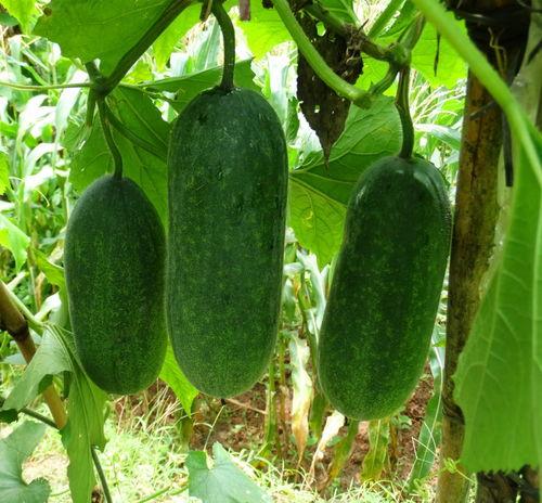 种瓜得吃瓜了,瓜农与瓜食者的和谐共生