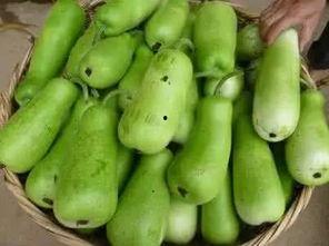 葫芦瓜可以干吃吗,天然零食，干吃新体验