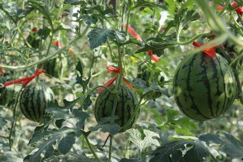 吃瓜的周末,热点事件深度解析