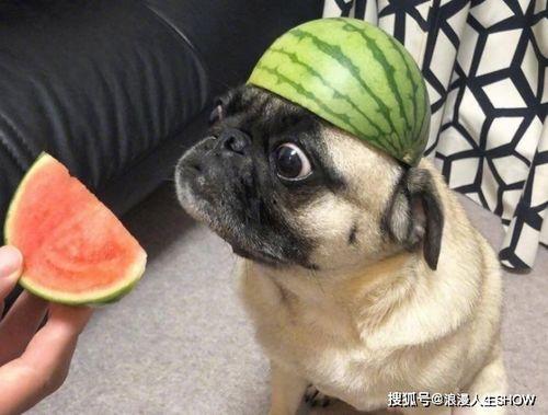 just吃瓜小号,网络舆论场中的神秘力量