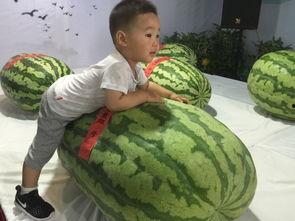 夏邑吃瓜群众事件,网络舆论漩涡中的真相探寻