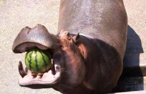 河马大象吃瓜视频,萌态十足引网友热议