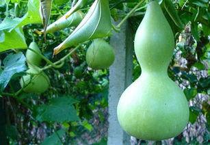 蒲瓜怎么煮汤吃,清新鲜美，养生滋补的佳肴