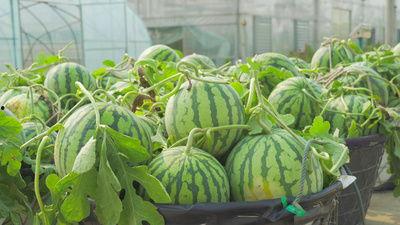 新乡吃瓜的视频,趣味横生的街头美食盛宴