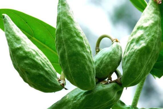 吃瓜的牛作品,揭秘那些让人捧腹大笑的瞬间