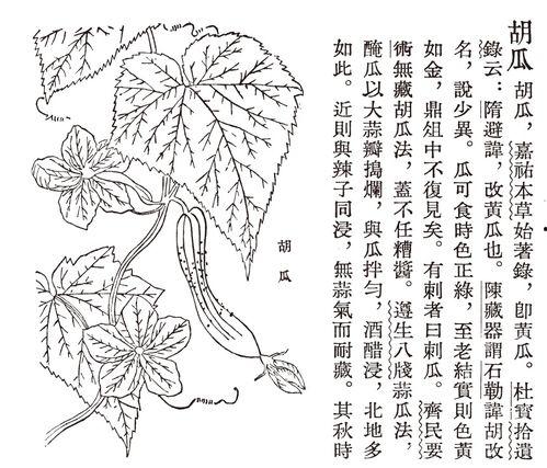 关于古人吃瓜书,揭秘古人消夏解暑的“瓜果盛宴”