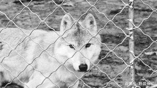 小狼卷卷吃瓜,小狼卷卷的瓜田奇遇记