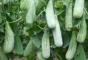 郑州财经 吃瓜,揭秘吃瓜群众的财经热点追踪