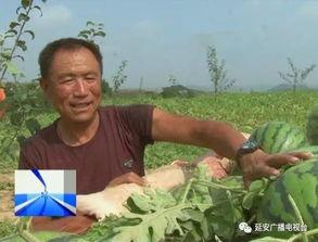 瓜农高速翻车吃瓜,瓜农意外吃瓜成网红